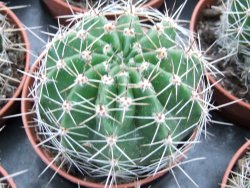 Echinopsis hybrid pot 5,5 cm
