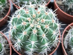 Echinopsis hybrid pot 5,5 cm - 12374041