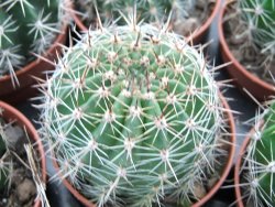 Echinopsis hybrid pot 5,5 cm - 12374042