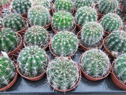 Echinopsis hybrid pot 5,5 cm - 12374043