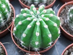 Echinopsis hybrid pot 5,5 cm - 12374046