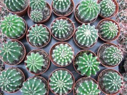 Echinopsis hybrid pot 5,5 cm - 12374049
