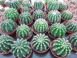 Echinopsis hybrid pot 5,5 cm - 12374050