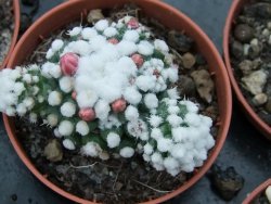 Mammillaria gracilis Oruga pot 5,5 cm - 12374839