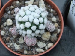 Mammillaria gracilis Oruga pot 5,5 cm - 12374840