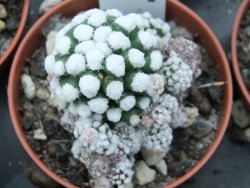 Mammillaria gracilis Oruga pot 5,5 cm - 12374841