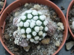 Mammillaria gracilis Oruga pot 5,5 cm - 12374842
