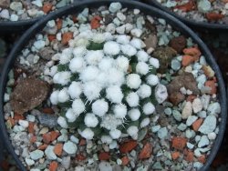 Mammillaria gracilis Oruga pot 5,5 cm - 12384549