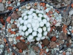 Mammillaria gracilis Oruga pot 5,5 cm - 12384550