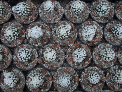 Mammillaria gracilis Oruga pot 5,5 cm - 12384552