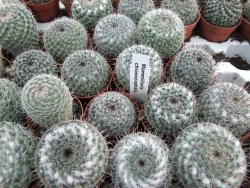 Mammillaria chionocephala pot 5,5 cm - 12374059