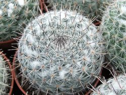 Mammillaria chionocephala pot 5,5 cm - 12374061
