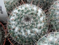 Mammillaria chionocephala pot 5,5 cm - 12374062