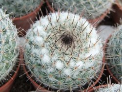 Mammillaria chionocephala pot 5,5 cm - 12374063