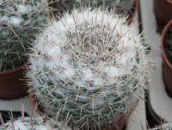 Mammillaria chionocephala pot 5,5 cm - 12374064
