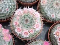 Mammillaria chionocephala pot 5,5 cm