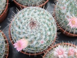 Mammillaria chionocephala pot 5,5 cm - 12379867