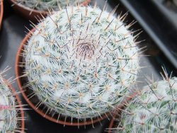 Mammillaria chionocephala pot 5,5 cm - 12379868