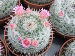 Mammillaria chionocephala pot 5,5 cm - 12379869