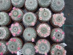 Mammillaria chionocephala pot 5,5 cm - 12379870