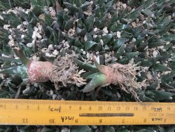 Ariocarpus trigonus elongatus San Antonio - 12374070