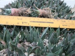 Ariocarpus trigonus elongatus San Antonio