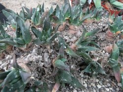 Ariocarpus trigonus elongatus San Antonio - 12374072