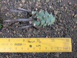 Tephrocactus articulatus black spine offshoots