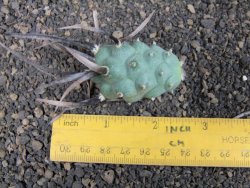 Tephrocactus articulatus black spine offshoots - 12374130