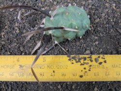 Tephrocactus articulatus black spine offshoots - 12374132