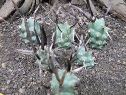 Tephrocactus articulatus black spine offshoots - 12374134