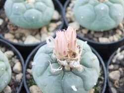 Lophophora fricii Viesca květináč 5,5 cm - 12374206