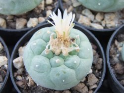 Lophophora fricii Viesca květináč 5,5 cm - 12374207