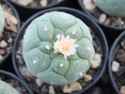 Lophophora fricii Viesca květináč 5,5 cm - 12374208