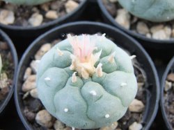 Lophophora fricii Viesca květináč 5,5 cm