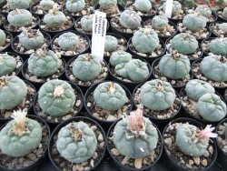 Lophophora fricii Viesca květináč 5,5 cm - 12374210