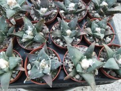 Ariocarpus confusus Aramberi pot 5,5 cm IA - 12374270