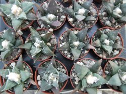 Ariocarpus confusus Aramberi pot 5,5 cm IA - 12374271