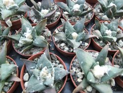 Ariocarpus confusus Aramberi pot 5,5 cm IA - 12374272