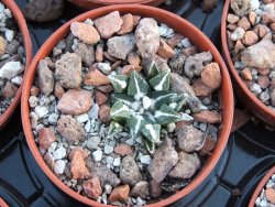 Ariocarpus kotschoubeyanus sladkovski Rio Verde pot 5,5 cm IA
