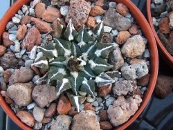 Ariocarpus kotschoubeyanus sladkovski Rio Verde pot 5,5 cm IA - 12394501
