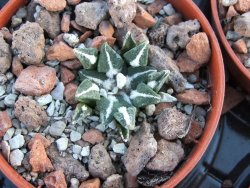 Ariocarpus kotschoubeyanus sladkovski Rio Verde pot 5,5 cm IA - 12394502