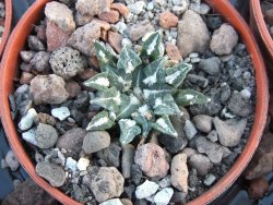 Ariocarpus kotschoubeyanus sladkovski Rio Verde pot 5,5 cm IA - 12394503