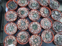 Ariocarpus kotschoubeyanus sladkovski Rio Verde pot 5,5 cm IA - 12394504