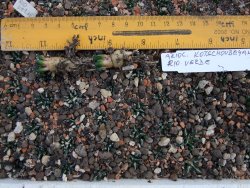 Ariocarpus kotschoubeyanus sladkovski Rio Verde IA 10 rostlin