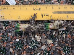 Ariocarpus kotschoubeyanus sladkovski Rio Verde IA 10 rostlin - 12374292