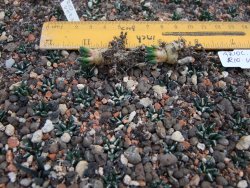 Ariocarpus kotschoubeyanus sladkovski Rio Verde IA 10 rostlin - 12374293