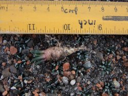 Ariocarpus kotschoubeyanus albiflorus Tula IA 10 rostlin