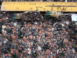 Ariocarpus fissuratus hintonii Matehuala IA 10 rostlin - 12374310