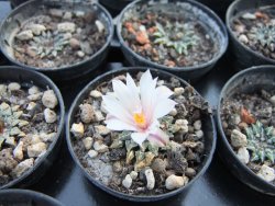 Ariocarpus kotschoubeyanus albiflorus Tula IA pot 5,5 cm - 12374434